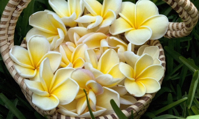 Плюмерия франжипани