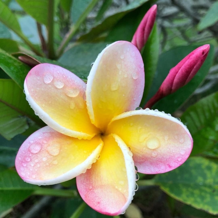 Тропические цветы