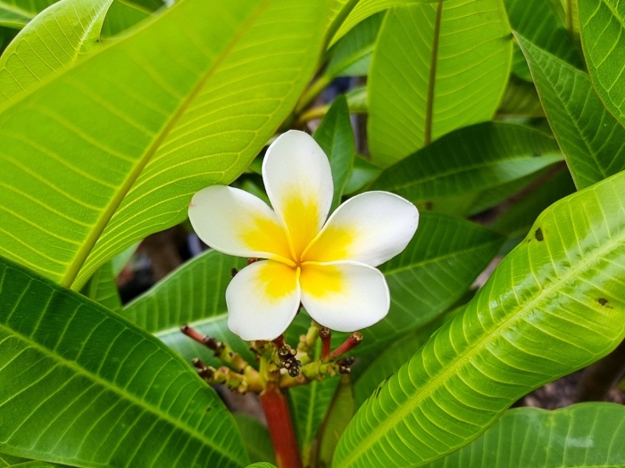 Plumeria rubra