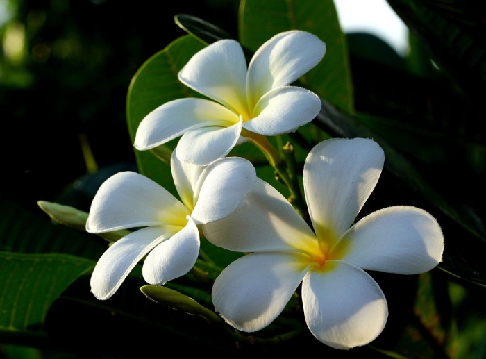 Тиаре монои цветок