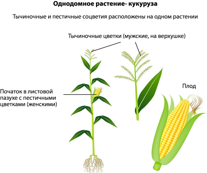 Семейство злаковые кукуруза