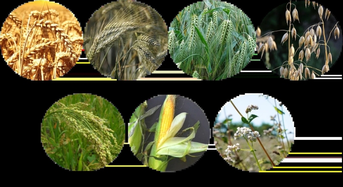 Пшеница рожь ячмень