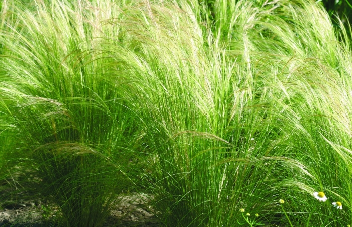Ковыль stipa tenuissima