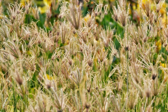 Злаковое растение