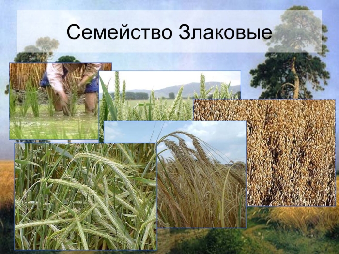 Однодольные семейство злаковые