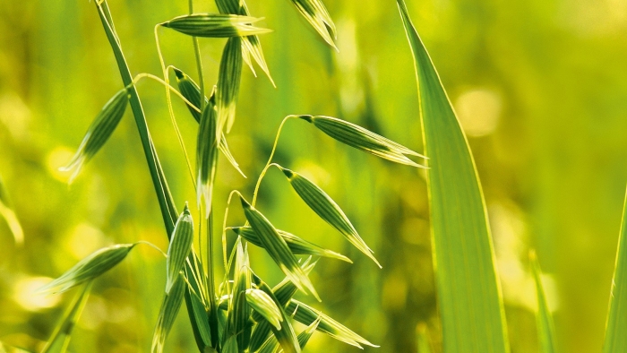 Овес посевной