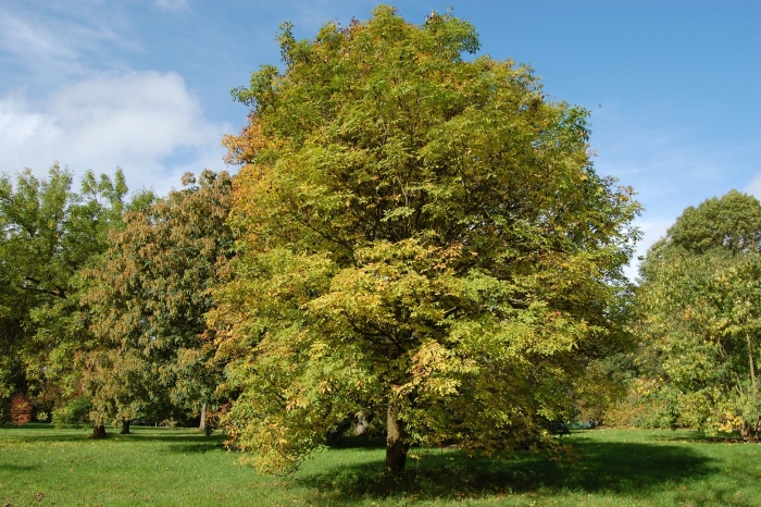 Ясень обыкновенный дерево