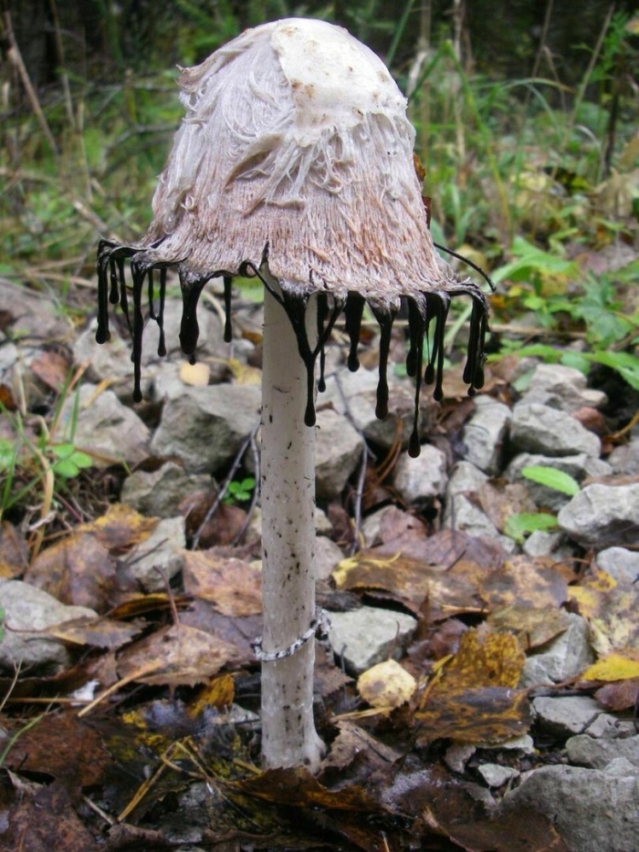 Белый навозник гриб