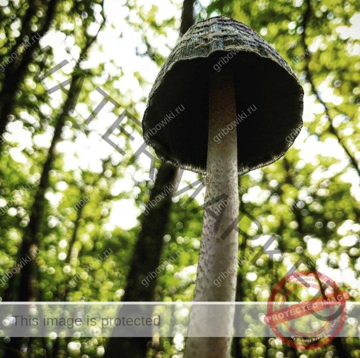 Навозник серый гриб