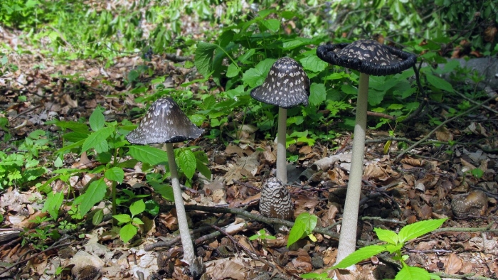 Coprinopsis picacea