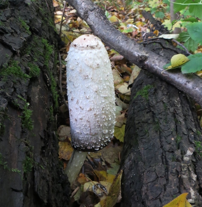 Навозник белый гриб