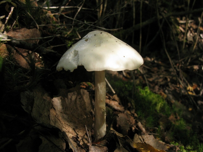 Поганка бледная гриб