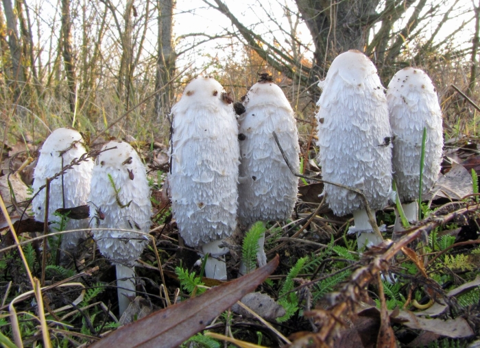 Навозник белый съедобный