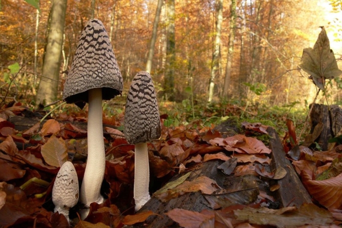 Coprinopsis picacea