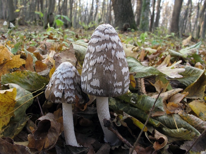 Навозник смолистый гриб