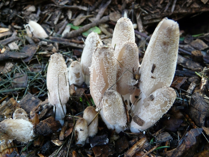 Навозник волосистоногий coprinopsis lagopus