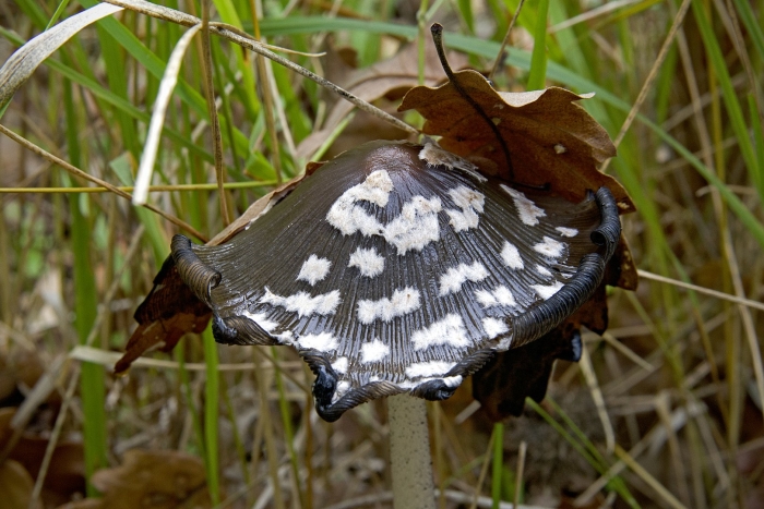 Coprinopsis cinerea
