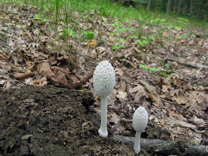 Гриб навозник белый