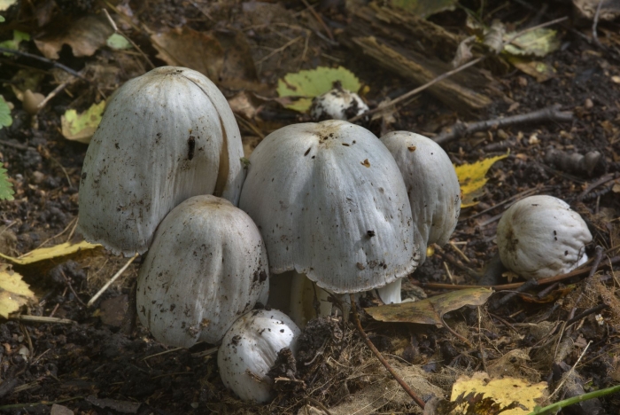 Coprinopsis atramentaria