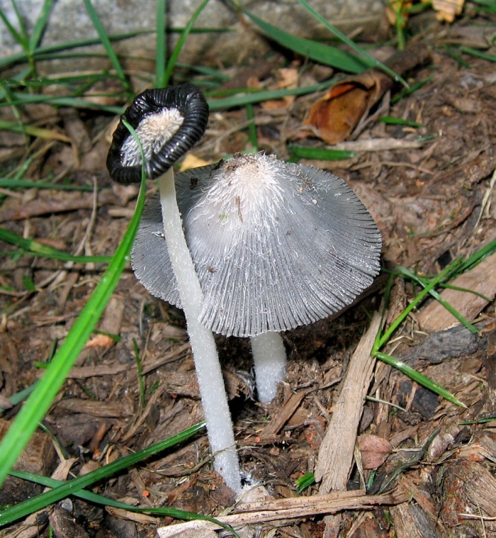 Coprinopsis lagopus