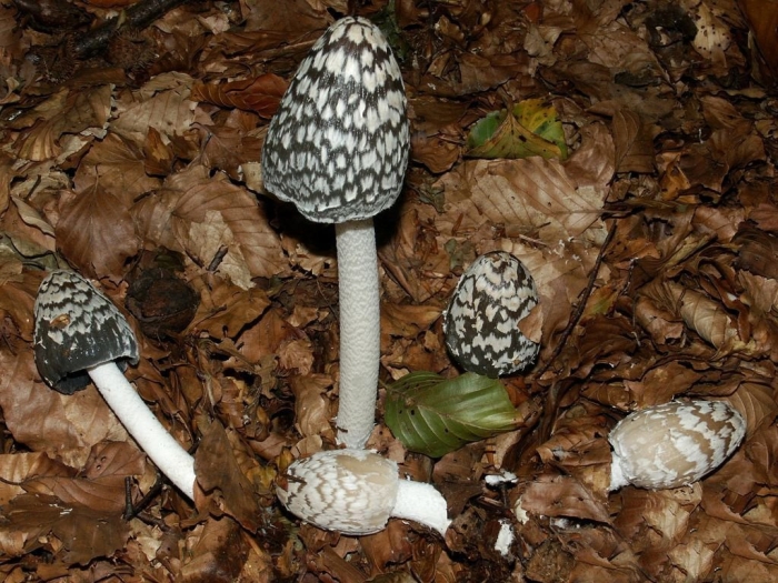 Навозник домашний