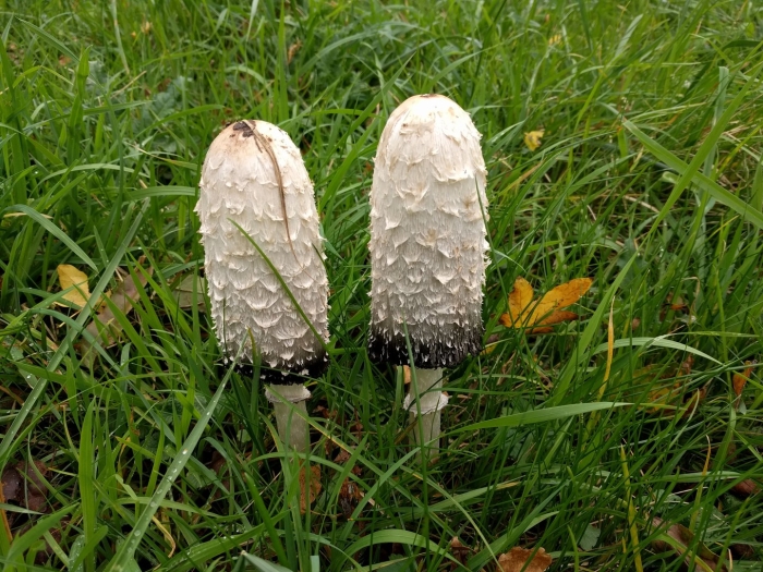 Гриб навозник белый