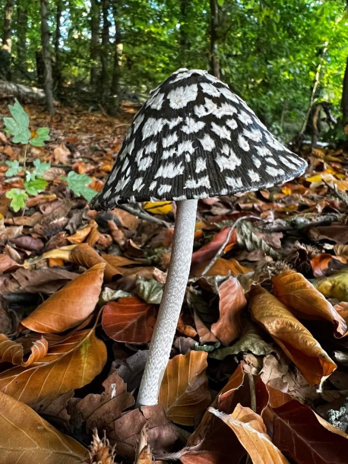 Coprinopsis picacea