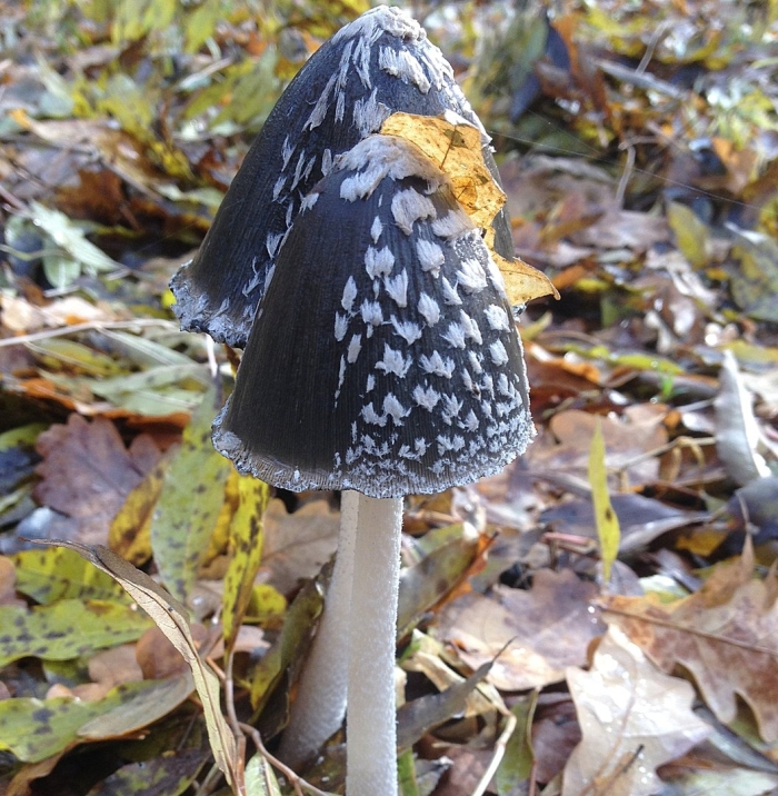 Навозник сорочий