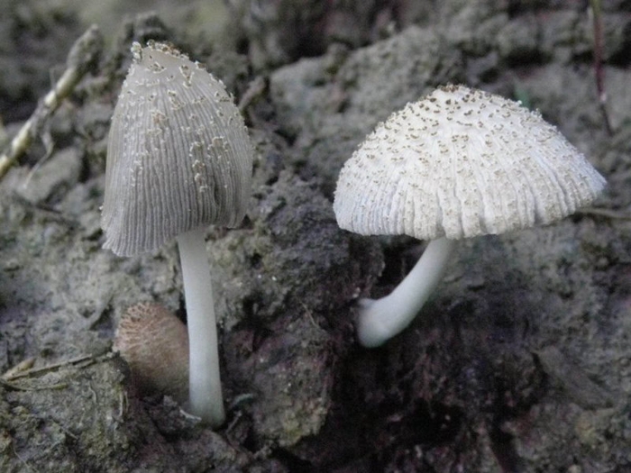 Coprinellus flocculosus