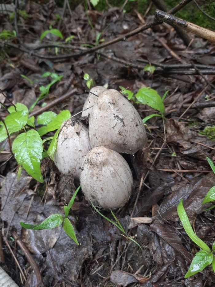 Гриб навозник серый