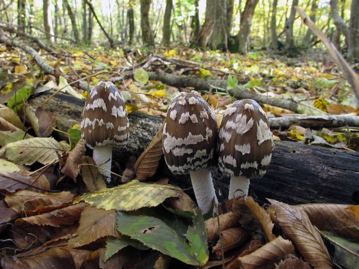 Гриб навозник дятловый