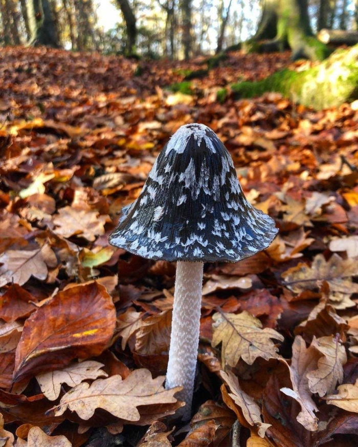 Навозник смолистый гриб