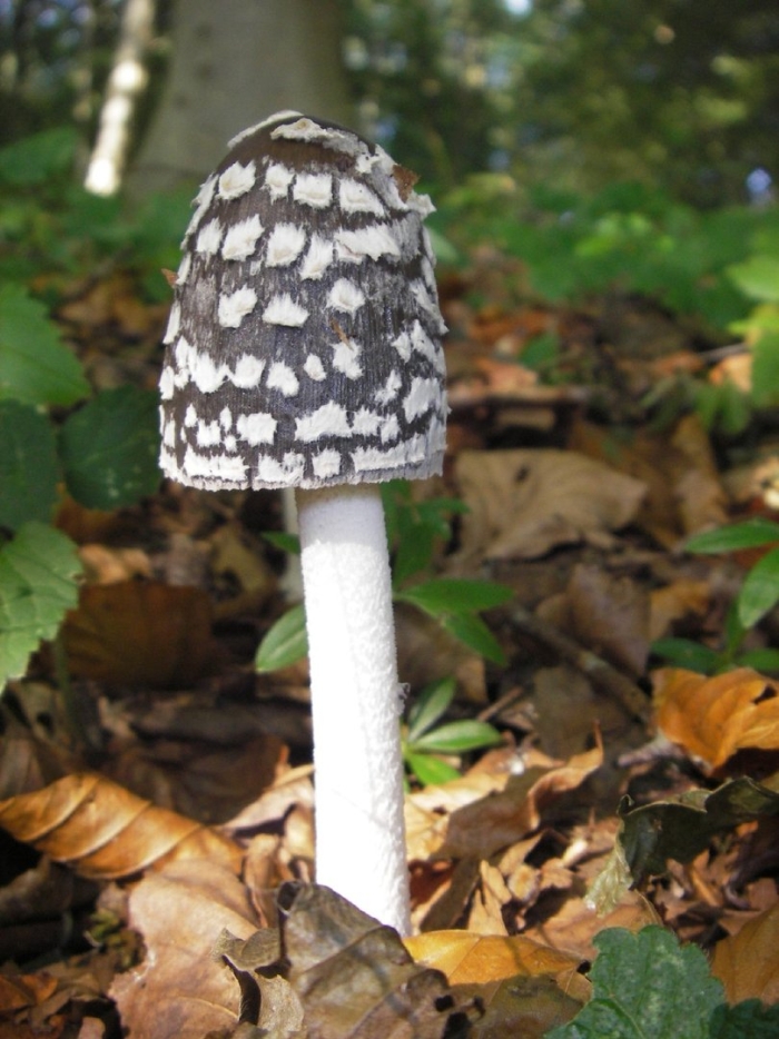 Coprinus comatus
