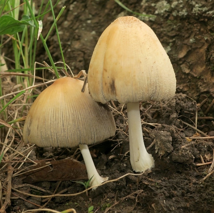 Навозник обыкновенный пластинчатый гриб