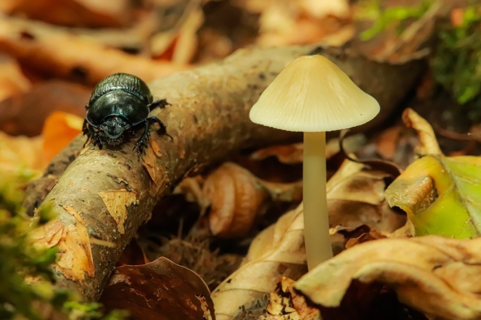 Жук навозник лесной