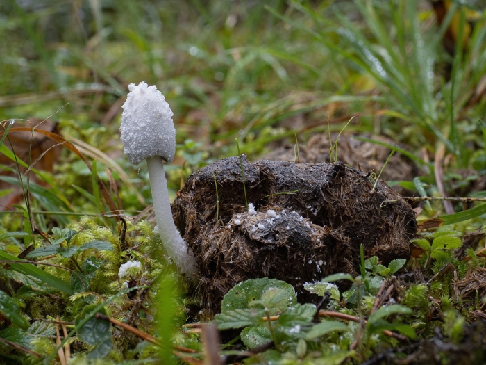 Навозник белый (копринус)