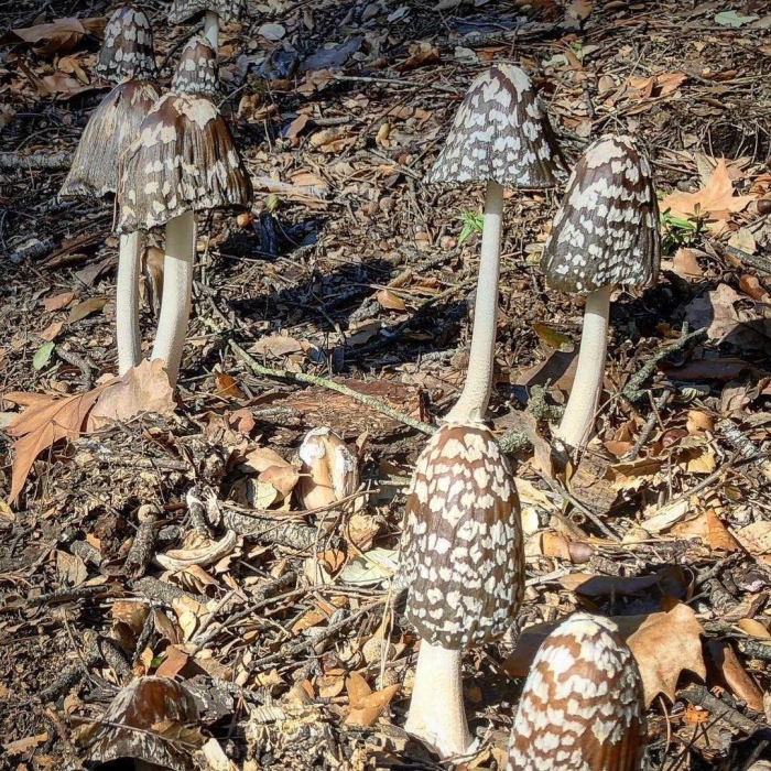 Coprinus picaceus