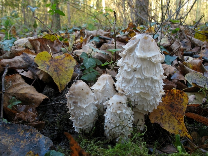 Навозник белый лат coprinus comatus