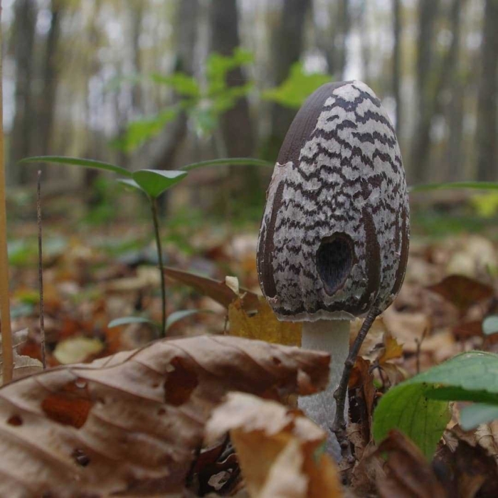 Coprinopsis picacea