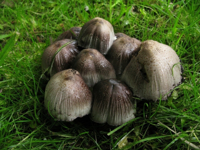 Навозник серый coprinus atramentarius