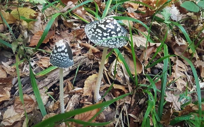 Навозник смолистый