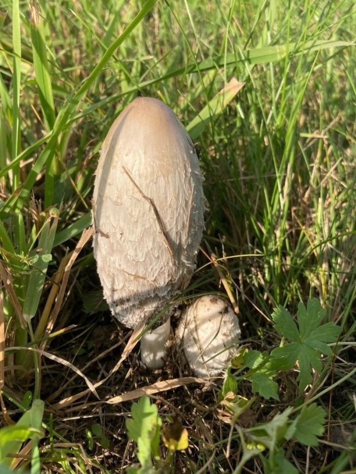 Навозник белый гриб