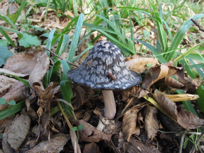 Навозник смолистый гриб