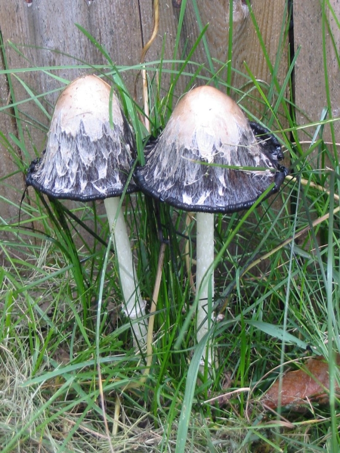 Гриб навозник поганка