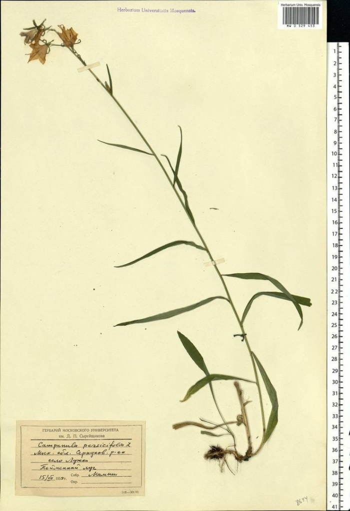 Корневая система колокольчика персиколистного