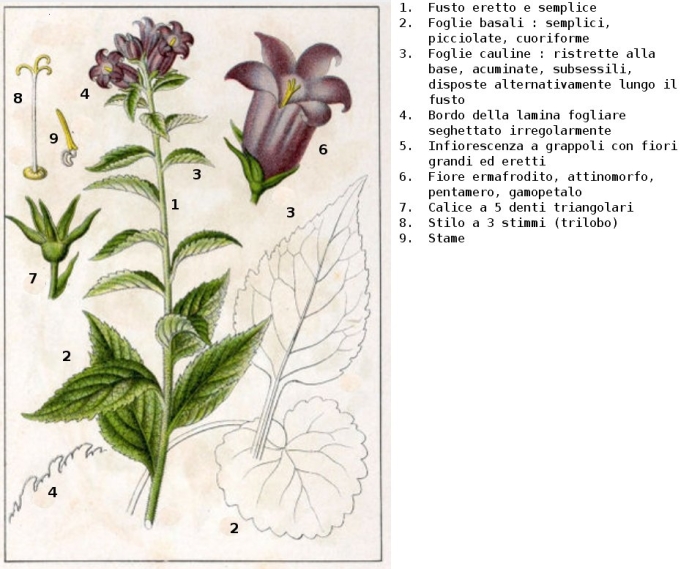 Колокольчик широколистный