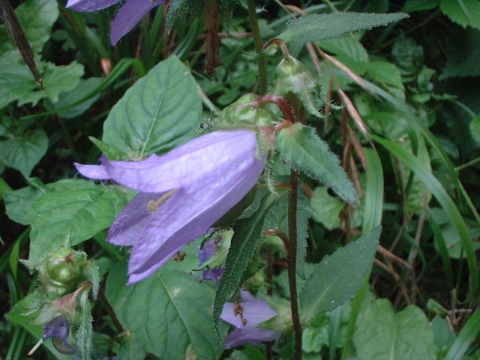 Campanula trachelium