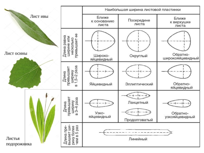 Форма листовой пластинки яйцевидная