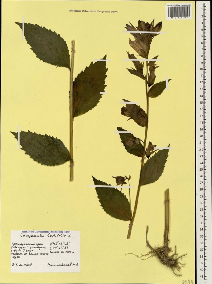Колокольчик широколистный гербарий