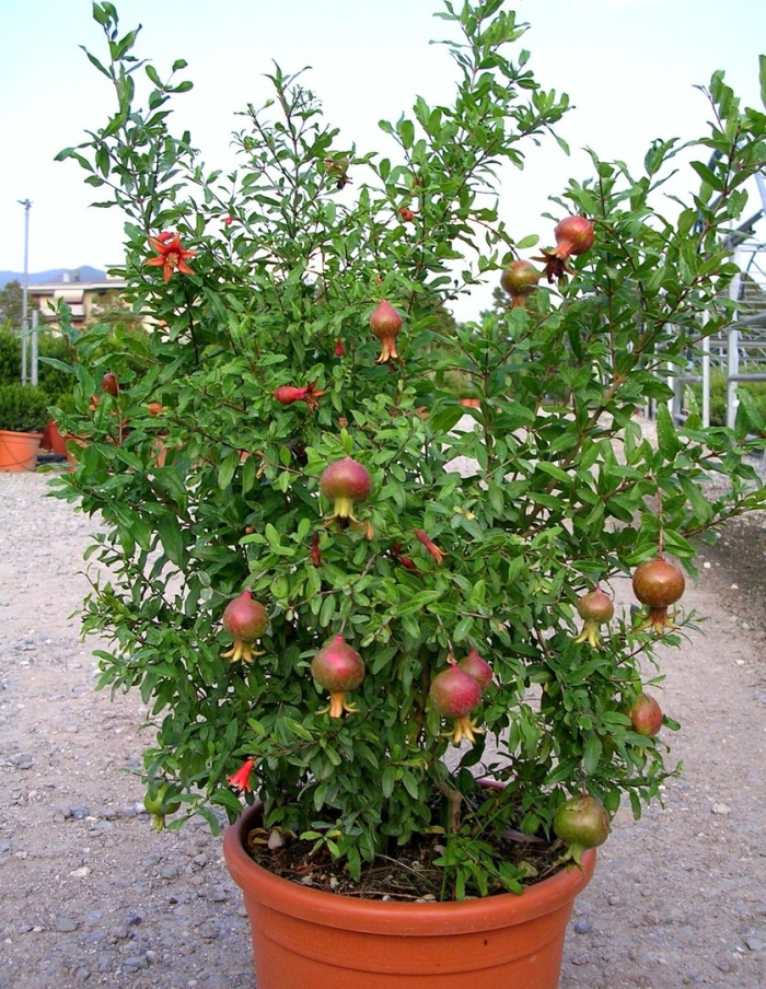 Гранат нана карликовый